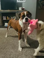 KIMA, a female Boxer for sale in Tyler, TX – 2 of 9