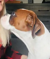 KIMA, a female Boxer for sale in Tyler, TX – 5 of 9