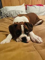 KIMA, a female Boxer for sale in Tyler, TX – 3 of 9