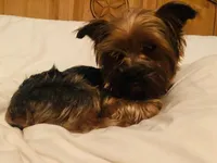 Titan, a male Yorkshire Terrier for sale in Tyler, TX – Photo 3 of 4