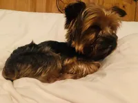 Titan, a male Yorkshire Terrier for sale in Tyler, TX – Photo 2 of 4