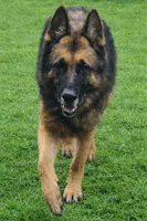 Grizzy, a male German Shepherd Dog for sale in Tyler, TX – 2 of 2
