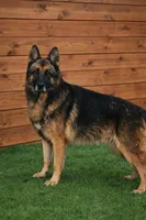 Grizzy, a male German Shepherd Dog for sale in Tyler, TX – 1 of 2