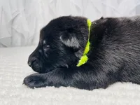 Draven, a male German Shepherd Dog for sale in Tyler, TX – Photo 2 of 3