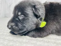 Draven, a male German Shepherd Dog for sale in Tyler, TX – Photo 1 of 3