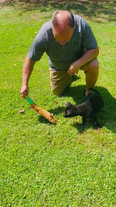 Ragnar, a male German Shepherd Dog for sale in Tyler, TX – 3 of 3