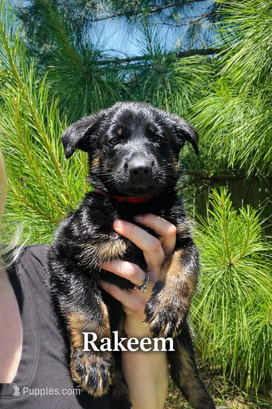 Ransom, a male German Shepherd Dog for sale in Tyler, TX – 1 of 7