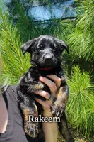 Ransom, a male German Shepherd Dog for sale in Tyler, TX – 1 of 7