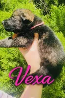 Vexa, a female German Shepherd Dog for sale in Tyler, TX – 2 of 4