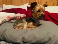 Tiny Titan, a male Yorkshire Terrier for sale in Tyler, TX – Photo 1 of 5