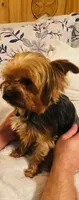 Tiny Titan, a male Yorkshire Terrier for sale in Tyler, TX – Photo 2 of 5