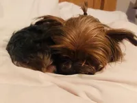 Tiny Titan, a male Yorkshire Terrier for sale in Tyler, TX – Photo 4 of 5