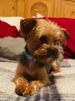 Tiny Titan, a male Yorkshire Terrier for sale in Tyler, TX – Photo 5 of 5