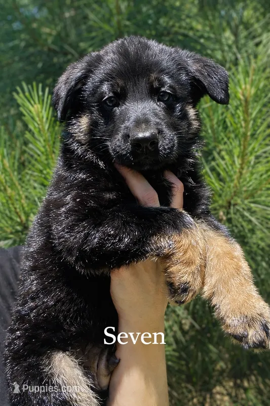 Rakeem  – German Shepherd Dog puppy for sale in Tyler, TX
