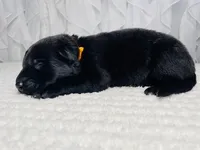 Rocco, a male German Shepherd Dog for sale in Tyler, TX – Photo 2 of 3