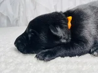 Rocco, a male German Shepherd Dog for sale in Tyler, TX – Photo 1 of 3