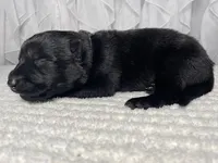 Rocco, a male German Shepherd Dog for sale in Tyler, TX – Photo 3 of 3