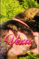 Vexa, a female German Shepherd Dog for sale in Tyler, TX – 4 of 4