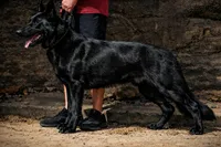 Ransom, a male German Shepherd Dog for sale in Tyler, TX – 4 of 7