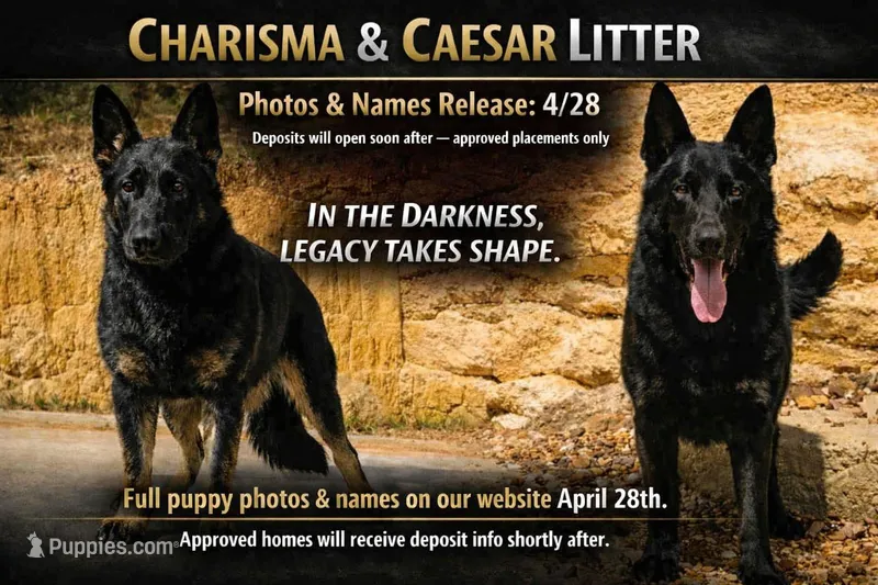 Cinder, a male German Shepherd Dog for sale in Tyler, TX – 1 of 1