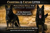 Cinder, a male German Shepherd Dog for sale in Tyler, TX – 1 of 1