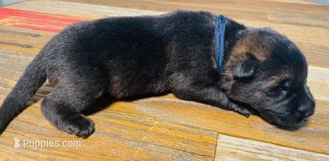 Cinder – German Shepherd Dog puppy for sale in Tyler, TX
