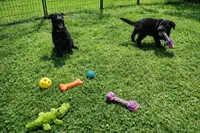 Ransom, a male German Shepherd Dog for sale in Tyler, TX – 7 of 7