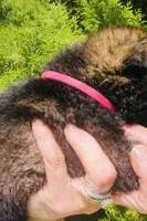 Vexa, a female German Shepherd Dog for sale in Tyler, TX – 3 of 4