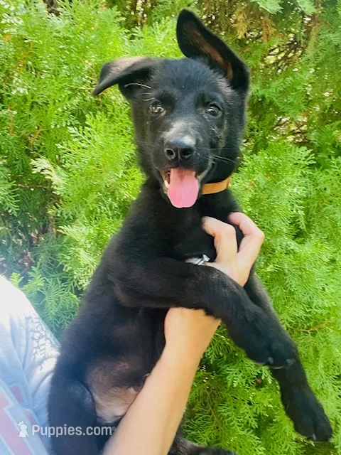 Ragnar – German Shepherd Dog puppy for sale in Tyler, TX