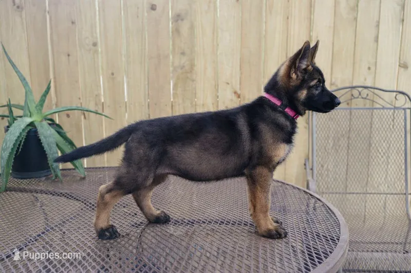 Vexa – German Shepherd Dog puppy for sale in Tyler, TX