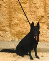 Caesar & Atila Litter, a  German Shepherd Dog for sale in Tyler, TX – Photo 7 of 10