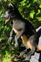 Caesar & Atila Litter, a  German Shepherd Dog for sale in Tyler, TX – Photo 3 of 10