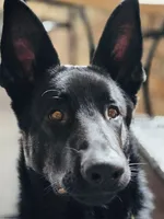 Caesar & Atila Litter, a  German Shepherd Dog for sale in Tyler, TX – Photo 4 of 10