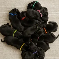 Caesar & Atila Litter, a  German Shepherd Dog for sale in Tyler, TX – Photo 1 of 10