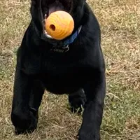 Caesar & Atila Litter, a  German Shepherd Dog for sale in Tyler, TX – Photo 9 of 10