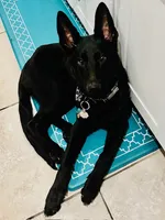 Caesar & Atila Litter, a  German Shepherd Dog for sale in Tyler, TX – Photo 10 of 10