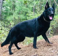 Caesar & Atila Litter, a  German Shepherd Dog for sale in Tyler, TX – Photo 8 of 10
