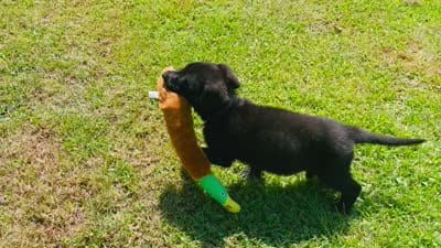 Ragnar, a male German Shepherd Dog for sale in Tyler, TX – 2 of 3