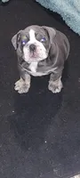 Precious , a female English Bulldog for sale in Wynne, AR – 2 of 2
