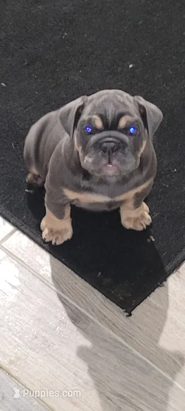 Fiesty – English Bulldog puppy for sale in Wynne, AR