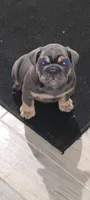 Fiesty, a female English Bulldog for sale in Wynne, AR – 1 of 2
