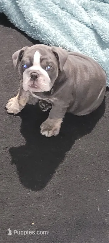 Precious  – English Bulldog puppy for sale in Wynne, AR