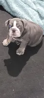 Precious , a female English Bulldog for sale in Wynne, AR – 1 of 2