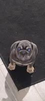 Fiesty, a female English Bulldog for sale in Wynne, AR – 2 of 2