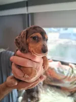 Timber , a female Dachshund and Miniature Dachshund for sale in Columbia, SC – Photo 3 of 6