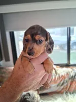 Timber , a female Dachshund and Miniature Dachshund for sale in Columbia, SC – Photo 4 of 6