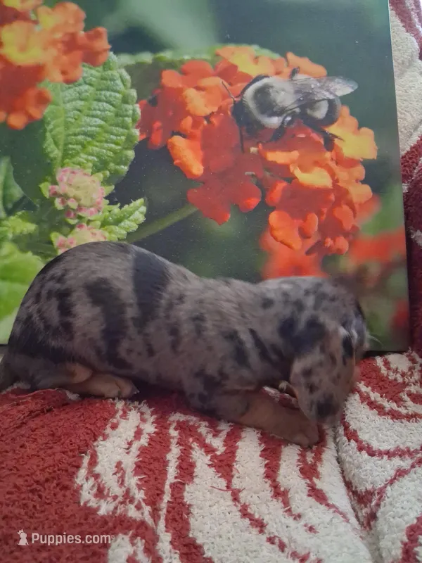 Timber  – Dachshund, Miniature Dachshund puppy for sale in Columbia, SC