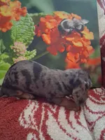 Timber , a female Dachshund and Miniature Dachshund for sale in Columbia, SC – Photo 1 of 6