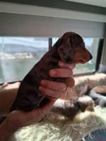 Timber , a female Dachshund and Miniature Dachshund for sale in Columbia, SC – Photo 5 of 6