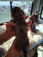 Timber , a female Dachshund and Miniature Dachshund for sale in Columbia, SC – Photo 2 of 6